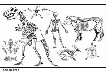 affinità fra gli scheletri, tutti ideati con gli stessi standard