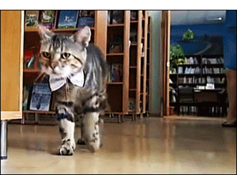 Il gatto assistente bibliotecario