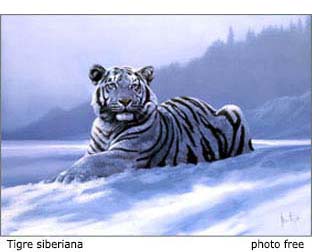 tigre siberiana bellissima