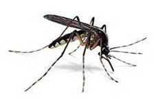 la zanzara, un insetto dannosissimo